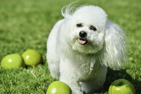 Urlaub mit Hund im Alten Land