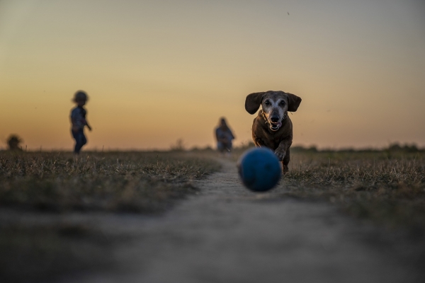 Urlaub mit Hund in der Niederlausitz