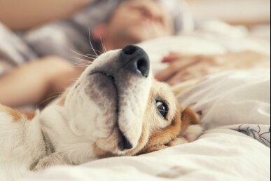 Urlaub mit Hund Nordsee