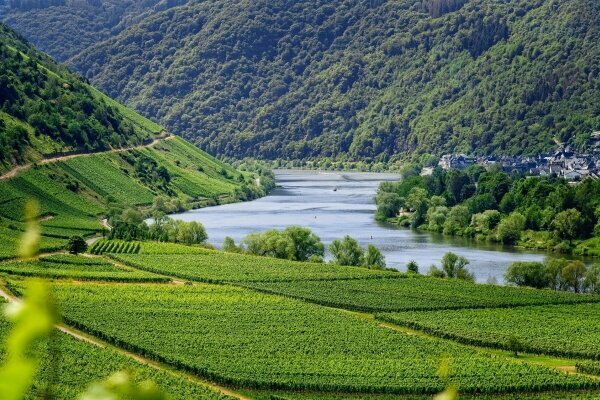 Weinberg an der Mosel