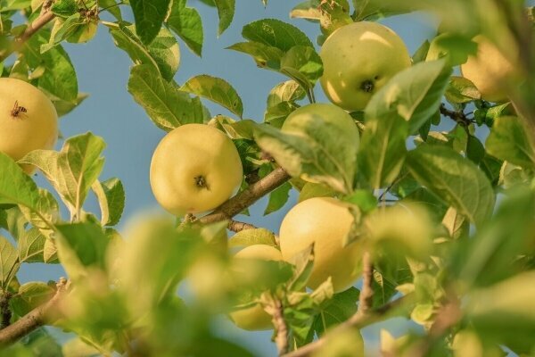 Wellnesswochenende im Alten Land