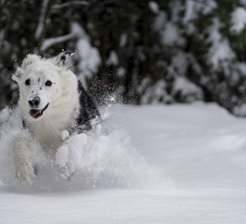 Hund im Schnee, Quelle: jodyparks/pixabay