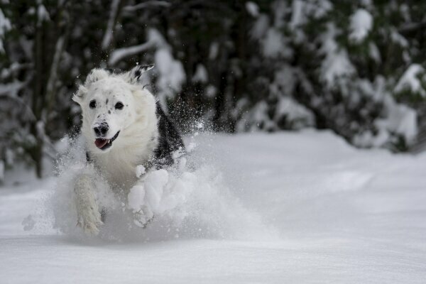 Hund im Schnee