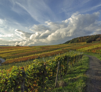 Weinberge im Herbst  , Quelle: ©Frankolor/istockphoto