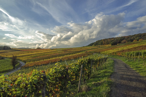 Weinberge im Herbst  
